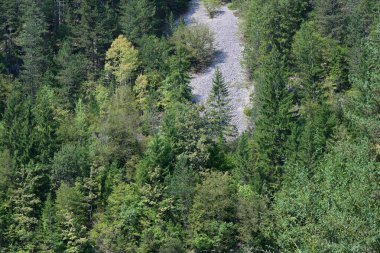 Dağlardaki yeşil orman