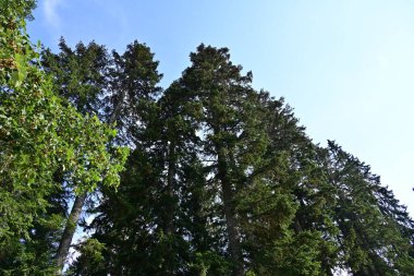 Dağ ormanında yeşil ağaçlar