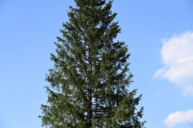 Çam ormanı. Mavi gökyüzüne karşı çam iğneleri..