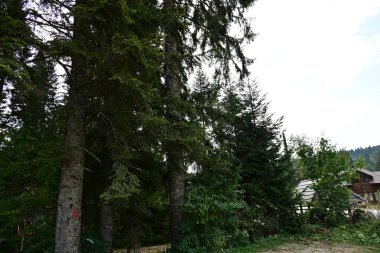 Dağlardaki yeşil orman