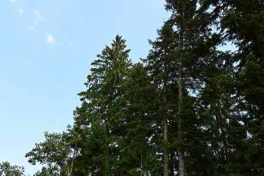 Dağlardaki yeşil orman