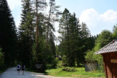 Yeşil ormandaki ağaçlar ve çalılar