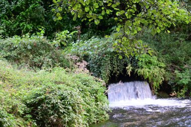 Yeşil dağ ormanında şelale