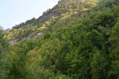 Dağlardaki yeşil orman