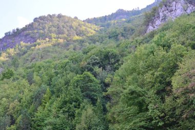 Dağlardaki yeşil orman