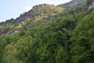 Dağlardaki yeşil orman