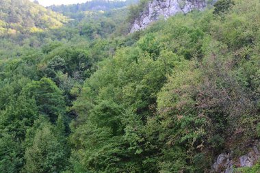 Dağlardaki yeşil orman