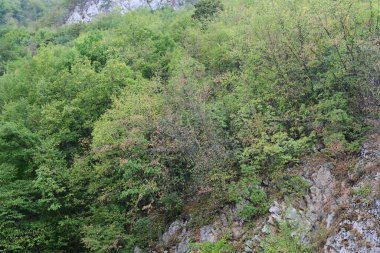 Dağlardaki yeşil orman