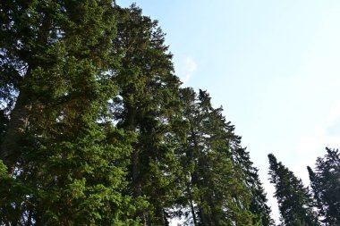 Dağlardaki yeşil orman