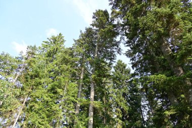 Dağlardaki yeşil orman