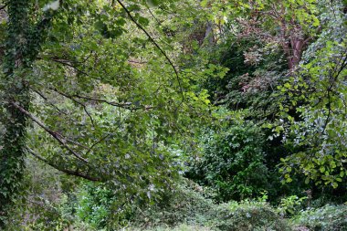 Dağlardaki yeşil orman