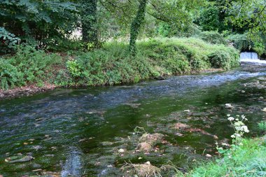 Yeşil dağ ormanında şelale