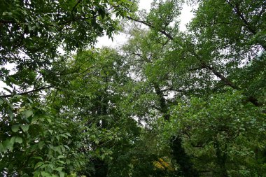 Dağlardaki yeşil orman