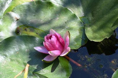 Nilüfer çiçeğinin doğayla iç içe olduğu su.    