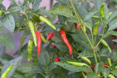 Kırmızı ve yeşil biber.