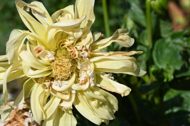 Güzel sarı çiçek bahçesinde yakın çekim