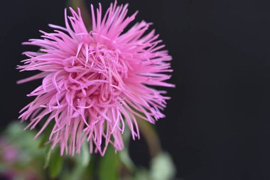 Aster çiçeği yeşil bahçede 