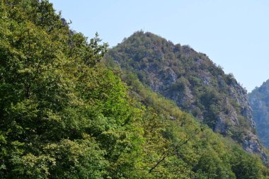 Yeşil yaz ormanı manzarası, doğal arka plan. 