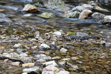 Yazın ormanda küçük bir dere.