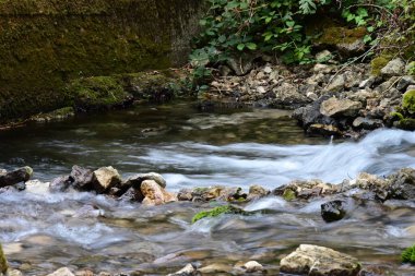 Yazın ormanda küçük bir dere.