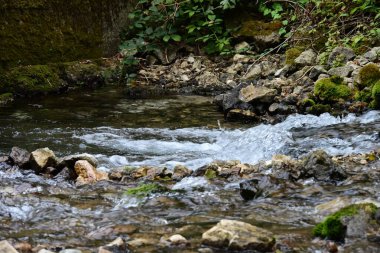 Yazın ormanda küçük bir dere.