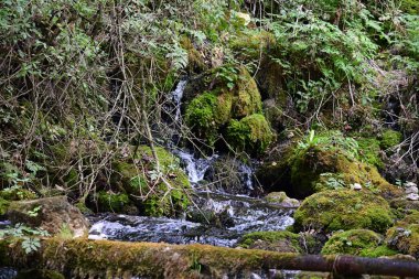 Yazın ormanda küçük bir dere.