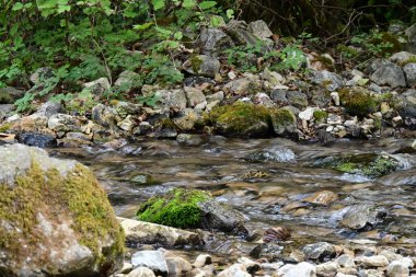 Yazın ormanda küçük bir dere.