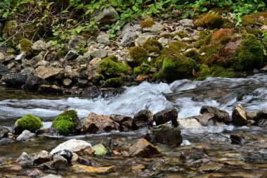 Yazın ormanda küçük bir dere.