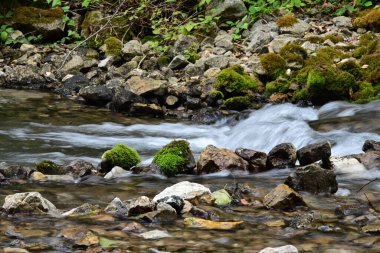Yazın ormanda küçük bir dere.