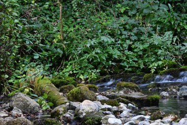 Yazın ormanda küçük bir dere.