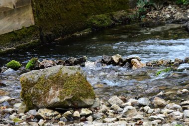 Yazın ormanda küçük bir dere.