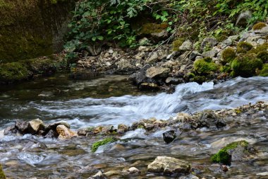 Yazın ormanda küçük bir dere.
