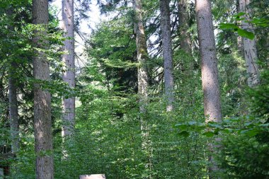Yeşil yaz ormanı manzarası, doğal arka plan. 