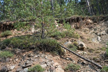 Yeşil yaz ormanı manzarası, doğal arka plan. 