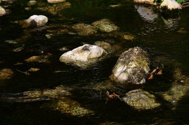 Ormandaki göletli şelale