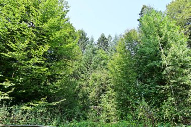 Yeşil yaz ormanı manzarası, doğal arka plan. 