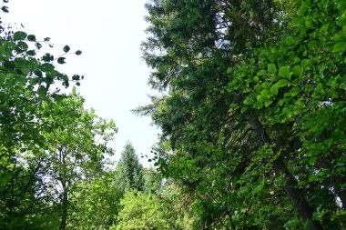 Yeşil yaz ormanı manzarası, doğal arka plan. 