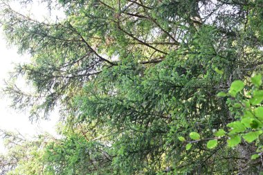 Yeşil yaz ormanı manzarası, doğal arka plan. 