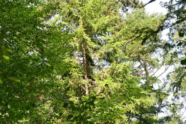 Yeşil yaz ormanı manzarası, doğal arka plan. 