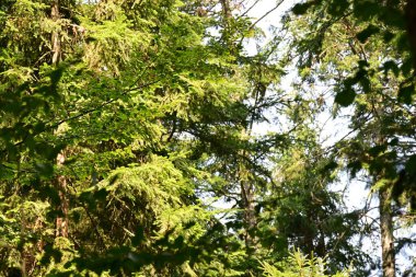 Yeşil yaz ormanı manzarası, doğal arka plan. 