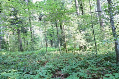 Yeşil yaz ormanı manzarası, doğal arka plan. 