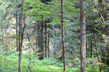 Yeşil yaz ormanı manzarası, doğal arka plan. 