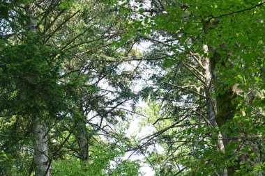 Yeşil yaz ormanı manzarası, doğal arka plan. 