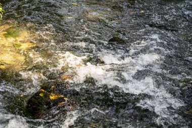 Yazın ormanda küçük bir dere.