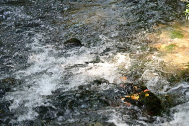 Yazın ormanda küçük bir dere.