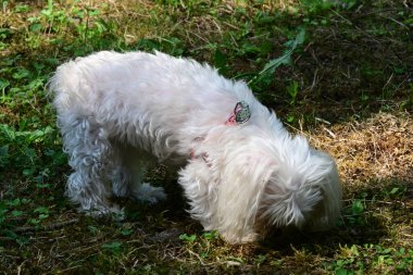 Yeşil çimlerde siyah burunlu beyaz köpek