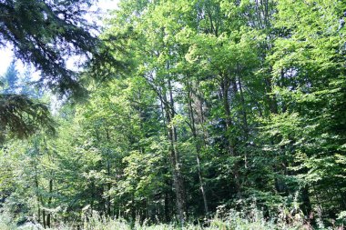 Yeşil yaz ormanı manzarası, doğal arka plan. 