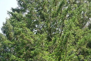 Parktaki güzel yeşil ağaçlar 