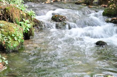 Yazın ormanda küçük bir dere.
