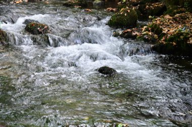 Yazın ormanda küçük bir dere.